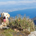 "Amici per la pelle": mercoledì 4 ottobre Microchip Day a Tramonti con ENPA e ASL