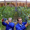 Appuntamento con Bacco per la tradizionale raccolta delle uve nei vigneti di Pompei