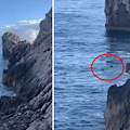 Avvistamento eccezionale a Punta Campanella, una Foca monaca fa capolino nell'Area Marina Protetta