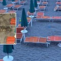 Caretta caretta sulla spiaggia di Maiori: possibile nidificazione nella notte