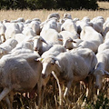 Coldiretti Campania: in arrivo due milioni per affrontare la Blue Tongue, il bando regionale in uscita a settembre