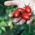 Coltivare Legalità, le aziende agricole targate Coldiretti di Napoli Est raccontano le eccellenze del territorio