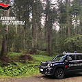 Concorso per 12 Ufficiali Forestali dell’Arma dei Carabinieri: domande entro il 3 maggio