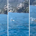 Due avvistamenti di foca monaca a Positano: l’appello dell’Area Marina Protetta