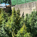 Fisciano, scoperta piantagione di cannabis: due arresti