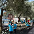 Gli Scout raccolgono olive sul lungomare di Minori, l'olio ottenuto in parte verrà donato