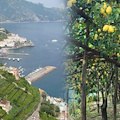 I limoni e i terrazzamenti di Amalfi celebrati come “Patrimonio Agricolo di Importanza Mondiale” 
