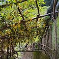 I terrazzamenti di Amalfi diventano patrimonio mondiale dell’agricoltura