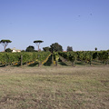 Impatto ambientale e sostenibilità del vino: la falanghina di una cantina campana al centro dello studio dell’Università di Torino