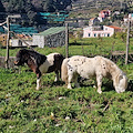 Maiori: due nuovi ospiti nel rifugio animali, ma l'ENPA denuncia mancato rinnovo del contratto