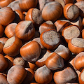 Nocciole, annata nera in Campania. Coldiretti: "Subito un monitoraggio sui danni ai produttori e azioni di risarcimento"
