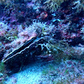 Pinna nobilis viva nei fondali di Punta Campanella: specie classificata "in pericolo critico"