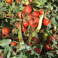 Pomodoro Made in Campania, al via la raccolta: Coldiretti segnala numeri in crescita su tutta la linea