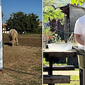 Premio Fior di Latte di Agerola, un'intera giornata e due appuntamenti dedicati al prodotto simbolo del territorio 