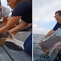 Punta Campanella, tartarughe salvate da ami e reti da pesca tornano in mare 
