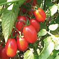 Re-Food arriva a Corbara: il Pomodorino Corbarino protagonista del racconto rurale tra biodiversità e futuro sostenibile