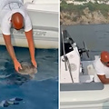 Salvata al largo di Praiano la tartaruga Saphira, esemplare di Kemp a rischio estinzione