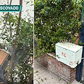 Sciame d’api all’ingresso di un albergo a Maiori: messa in sicurezza l’area
