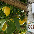 Slow Food Day 2025, 18 maggio la Costa d'Amalfi celebra il cibo buono e giusto sul Sentiero dei Limoni