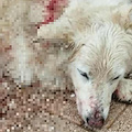 Spari contro un cane a Tramonti: Nebbia lotta per la vita, comunità sotto shock