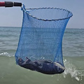 Topi in mare, Tommasetti: “Così i bagnanti scappano da Salerno”