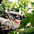  Tramonti: dalla vigna di Don Carmine nasce "Expeditus Wine", il vino dei ricordi [FOTO]