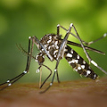 West Nile, Neola (OMV Napoli): “Medici Veterinari fondamentali nella lotta alle malattie trasmesse da vettori”