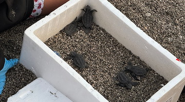 A Maiori la schiusa del nido di Caretta Caretta: i volontari accompagnano le tartarughine verso il mare
