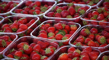 Agea stanzia oltre 11,5 milioni per le imprese agricole campane