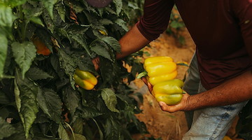Campania, stop al lavoro sotto il sole per edili e agricoli: De Luca firma l'ordinanza 
