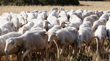 Coldiretti Campania: in arrivo due milioni per affrontare la Blue Tongue, il bando regionale in uscita a settembre