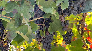 Costa d'Amalfi DOC, il Consorzio “Vita Salernum Vites” approva vinificazione ad Agerola e riconoscimento del Tintore