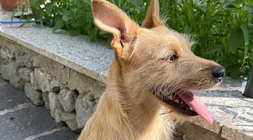 Da Amalfi un appello per l'adozione di un cane abbandonato