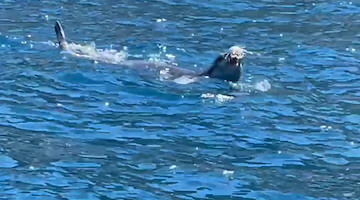 Da Massa Lubrense a Capri e Ischia: il viaggio della Foca monaca nel Golfo di Napoli