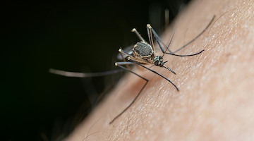 Due morti in Campania per il West Nile: la seconda vittima è un 74enne di Pomigliano