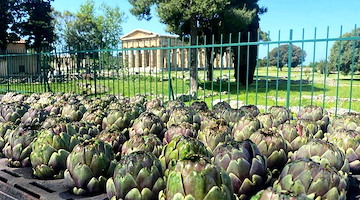Festa del carciofo IGP di Paestum: tutto pronto per l’edizione 2025