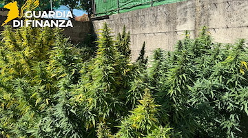 Fisciano, scoperta piantagione di cannabis: due arresti