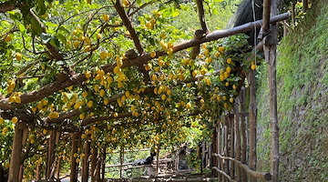 I terrazzamenti agricoli della Costa d’Amalfi diventano patrimonio mondiale dell’agricoltura