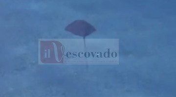 Il Diavolo di Mare danza nelle acque di Marmorata: l’incredibile avvistamento di una manta mediterranea