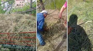 Il rito dei truocchi: a Tramonti il fieno si lavora ancora come una volta