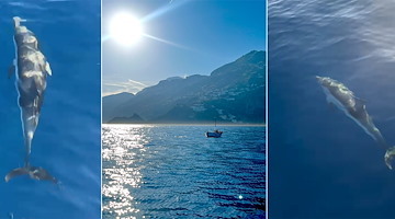 Incontro ravvicinato con i delfini tra Conca dei Marini e Maiori