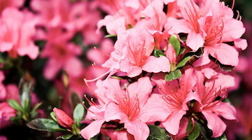 L’Azalea della Ricerca torna a sbocciare per la salute delle donne: ecco dove trovarla in Costiera Amalfitana