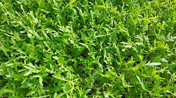 La rucola diventa alleata della bellezza: dall’agricoltura della Piana del Sele un nuovo principio attivo anti-age