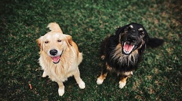 Microchip Day a Scala: si raccolgono le adesioni per organizzare la giornata