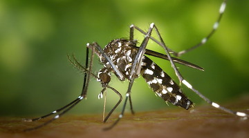 Muore a 68 anni un detenuto ai domiciliari: è la terza vittima del virus West Nile in Campania