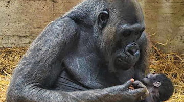 Nato un cucciolo di gorilla allo zoo di Fasano: è il primo in Italia dopo 50 anni