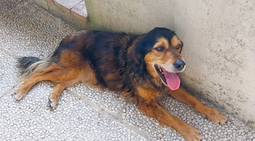 Ritrovata Nina, la cagnolina scomparsa a Minuta: la gioia dei padroni dopo cinque giorni di attesa