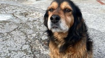 Scala, la cagnolina Nina si è smarrita a Minuta: l'appello dei familiari