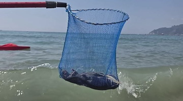 Topi in mare, Tommasetti: “Così i bagnanti scappano da Salerno”