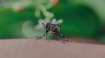 West Nile, casi in aumento: in Italia sono 89. Rezza: "In Campania tasso letalità elevato, possibile sottostima dei casi"
